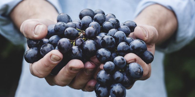 Grapes Are Delicious